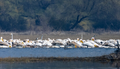 Great white pelican (Pelecanus onocrotalus) or rosy pelican bird flying in sky. Pelican migration...