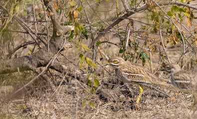 Indian Thick-knee bird (Burhinidae) perching on ground in forest.	