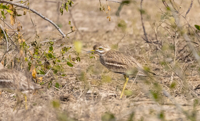 Indian Thick-knee bird (Burhinidae) perching on ground in forest.