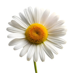 Oxeye daisy isolated on transparent background