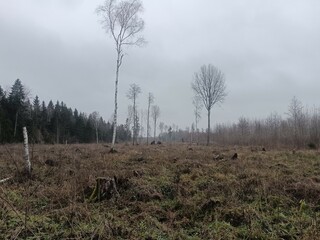 Forest in Siauliai county during cloudy autumn day. Oak and birch tree woodland. Cloudy day with white clouds in blue sky. Bushes are growing in woods. Nature. Fall season. Miskas.