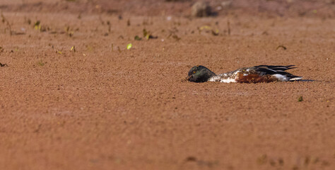 Northern shoveler (Spatula clypeata) duck floating on river in forest.