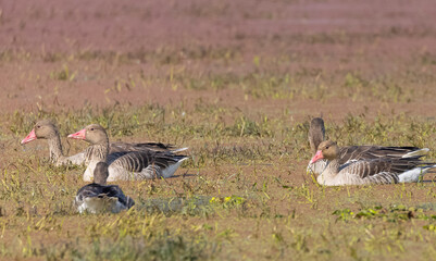 Greylag goose duck (Anser anser) floating in river.