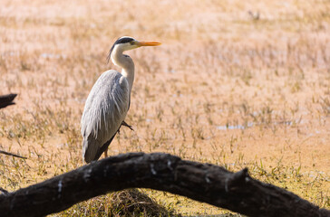 Gray Heron bird perching on tree branch in forest.