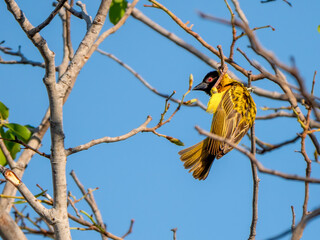 A village weaver bird (Ploceus cucullatus), photographed in Hwange National Park.