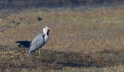 Gray Heron bird fishing near water body in forest.