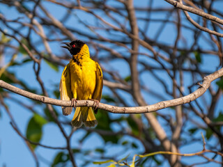 A village weaver bird (Ploceus cucullatus), photographed in Hwange National Park.