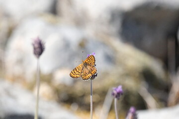 Jolie papillon jaune orangé sur une fleur