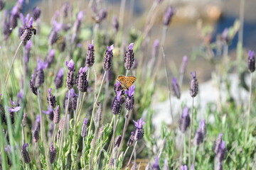 Fototapeta premium Papillon orange sur les fleurs violetttes