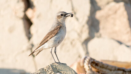 bird on the beach