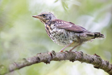 a baby thrush sits on a branch