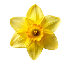 Daffodil isolated on transparent background
