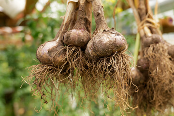 Freshly harvested garlic bulbs with roots intact, drying naturally for long-term storage. Organic farming promotes sustainability, healthy eating, and self-sufficiency