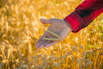 Farmers hand touching wheat. Autumn harvest. Cereal crops ready for harvest. Farmer Growth of wheat. Organic wheat farm. Farmer holding ripe spikelets. Farmer with Wheat spikes harvest. Organic