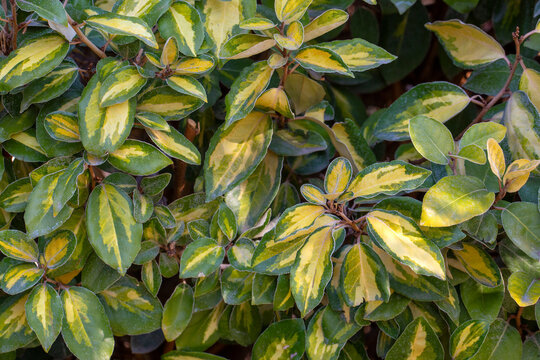 Ebbing's Silverberry' Limelight'  - Elaeagnus x ebbingei