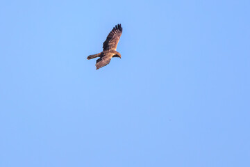 狩りのために飛翔する美しいチュウヒ（タカ科）
栃木県栃木市渡良瀬遊水地-2024
