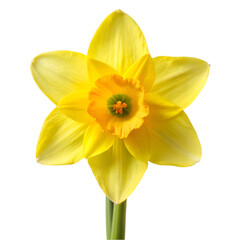 Fototapeta premium Daffodil isolated on transparent background