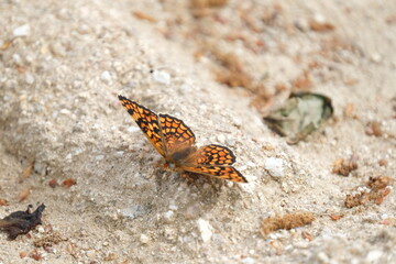 Jolie papillon orange posé au sol