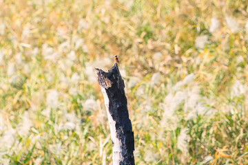 雄の
可愛いジョウビタキ（ヒタキ科）
英名学名：Daurian Redstart (Phoenicurus auroreus)
栃木県栃木市渡良瀬遊水地-2024

