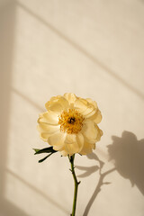 Yellow Flower in Gentle Sunlight. Shadow Play on White Wall, Delicate Petals and Tranquil Mood