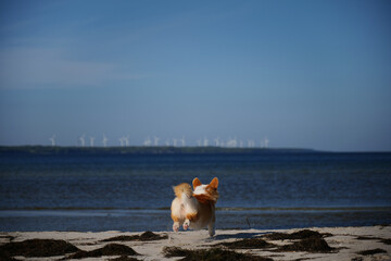 Portrait of welsh corgi pembroke puppy running on the beach