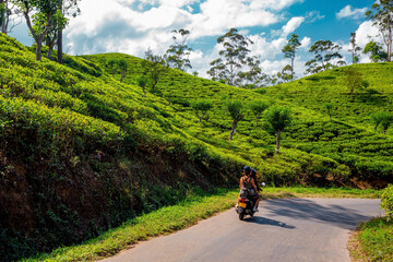 Fototapeta premium Ella, Sri Lanka. Driving through tea plantations