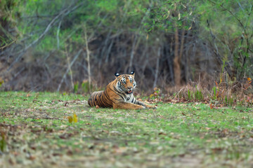 wild bengal male tiger or panthera tigris at bandhavgarh national park forest tiger reserve umaria madhya pradesh india. tiger sitting in natural green background with full face eye contact in safari