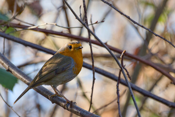 European robin perching on a twig close-up