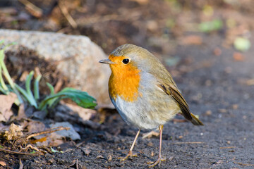 European robin standing on the ground close-up