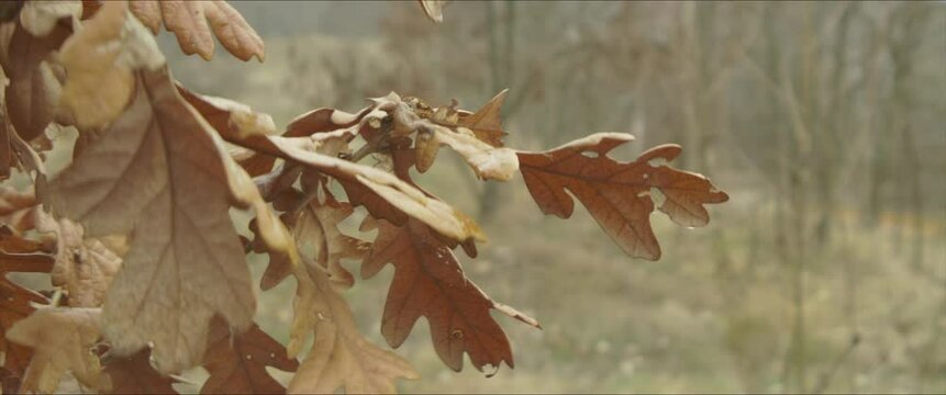English oak tree leaves shallow DOF 4K scope video