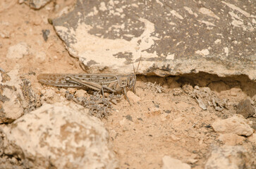 Desert locust Schistocerca gregaria. Tias. Lanzarote. Canary Islands. Spain.