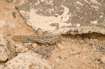 Desert locust Schistocerca gregaria. Tias. Lanzarote. Canary Islands. Spain.