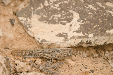 Desert locust Schistocerca gregaria. Tias. Lanzarote. Canary Islands. Spain.