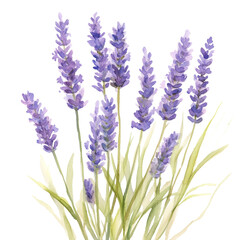 Naklejka premium A watercolor painting depicts a cluster of vibrant purple lavender flowers with delicate green leaves against a black background.