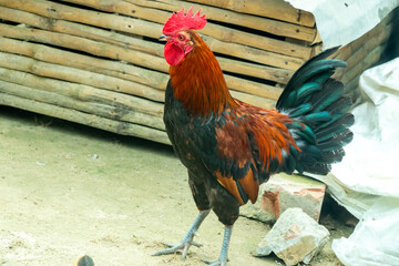 A red colored improved breed of cockerel. These are usually