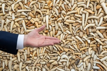 Hand outstretched over a large pile of small bones, animal teeth, creating a contrasting visual.