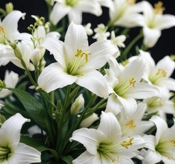 Fototapeta premium Soft focus on cluster of pristine white flowers of madonna lily, ethereal, religious