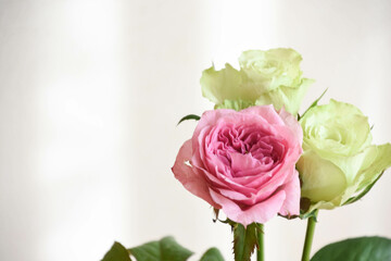 ピンクと緑のばら