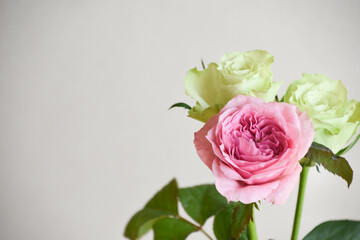 ピンクと緑のばら