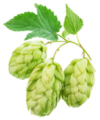 Fototapeta premium Fresh green hops or hop cone flowers with leaves on white background. File contains clipping path.