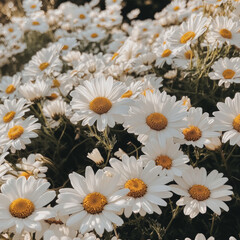 A field of daisies blooming in spring