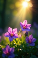 Rays of sunlight filter through the leaves of campanula, sunlight, light