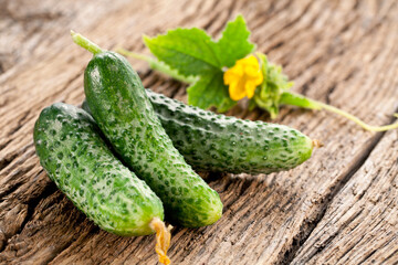 Cucumbers with green cucumber leaf on old rural wooden table.
