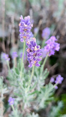blooming lavender with insects collecting pollen