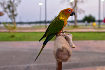 Portrait of sun conure on the Rope for standing birds