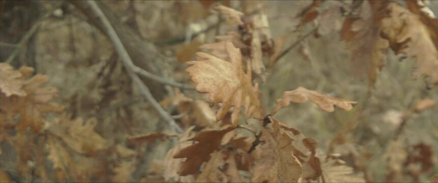 Shallow DOF dry leaf of Quercus robur anamorphic 4K video