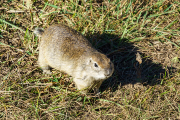 Western Little Ground Squirrel (Spermophilus musicus), or gopher, also known as European ground squirrel appears alert, scanning its surroundings. Kabardino-Balkaria. Chegem