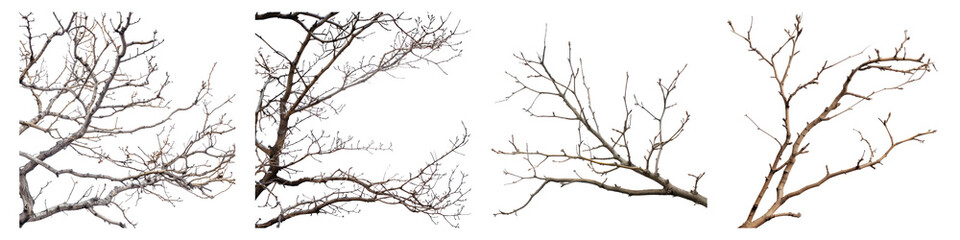 Dry branches isolated on transparent background, PNG, Set of