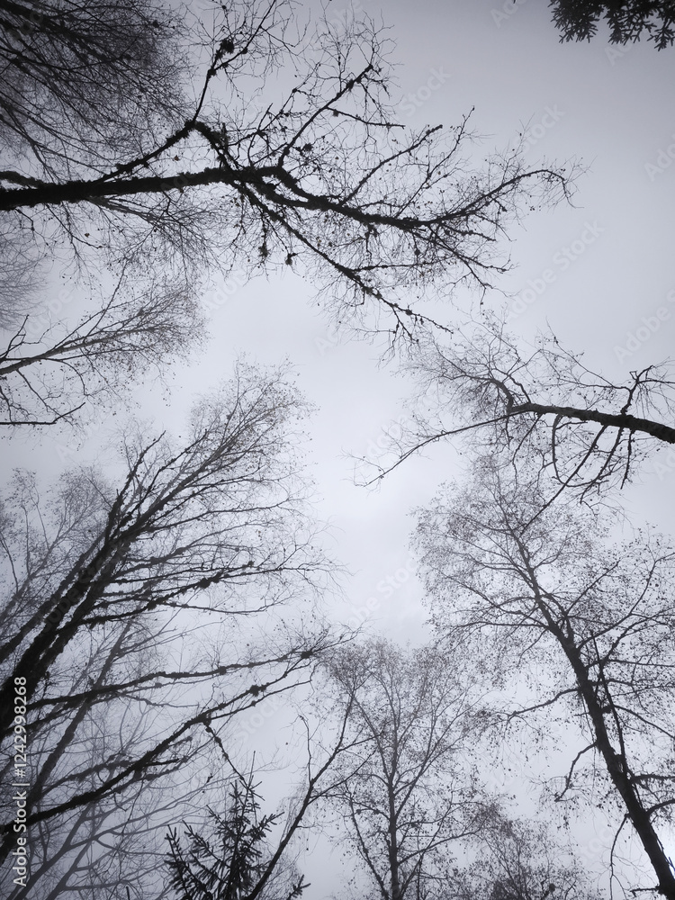 Poster low angle view of bare trees against a misty sky, creating a serene yet melancholic atmosphere in a 