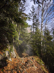 Misty autumn fog drifting through alpine conifer forest near chamonix, blanketing rocky mountain hiking trail
